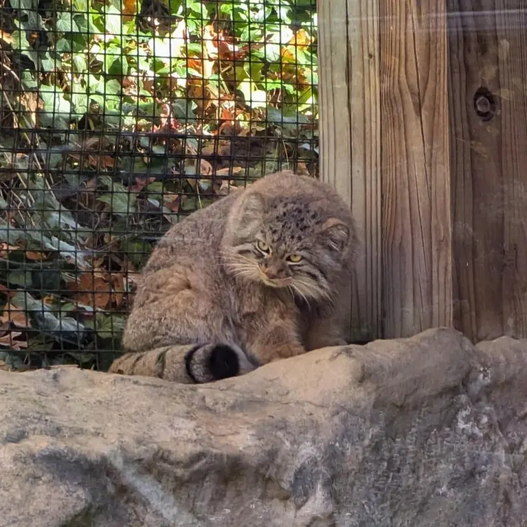A photograph of Luka in Binghamton Zoo at Ross Park