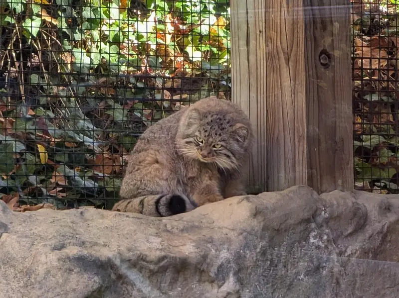A photograph of Luka in Binghamton Zoo at Ross Park