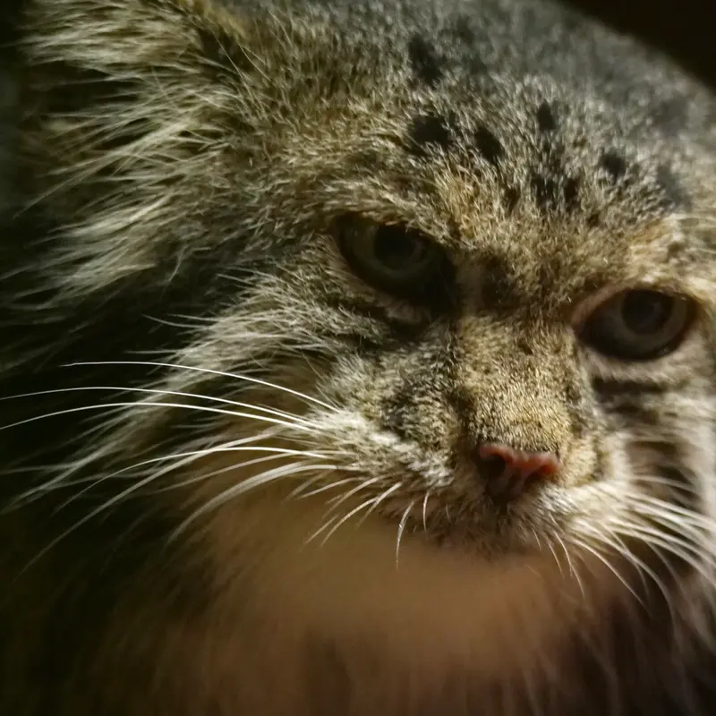 A photograph of a Pallas's cat in Ueno Zoological Gardens