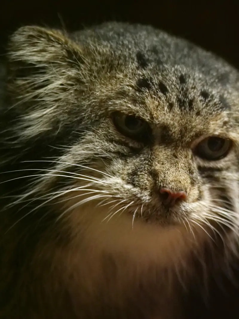 A photograph of a Pallas's cat in Ueno Zoological Gardens
