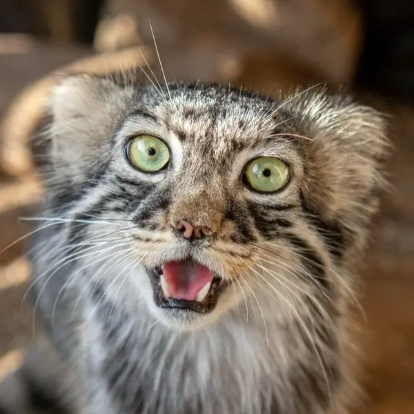 Tashi the Pallas's cat from Great Plains Zoo