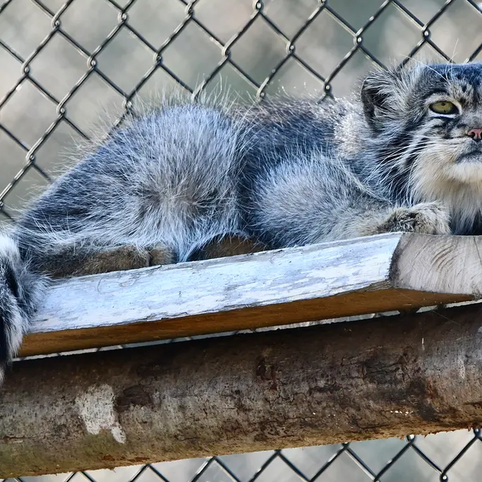 A photograph of Atlan in Port Lympne Wild Animal Park