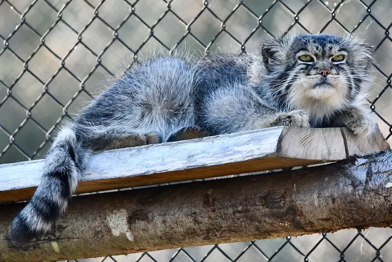 A photograph of Atlan in Port Lympne Wild Animal Park