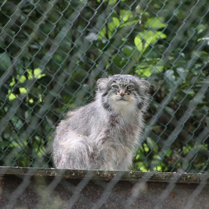 A photograph of Batu in Opel Zoo