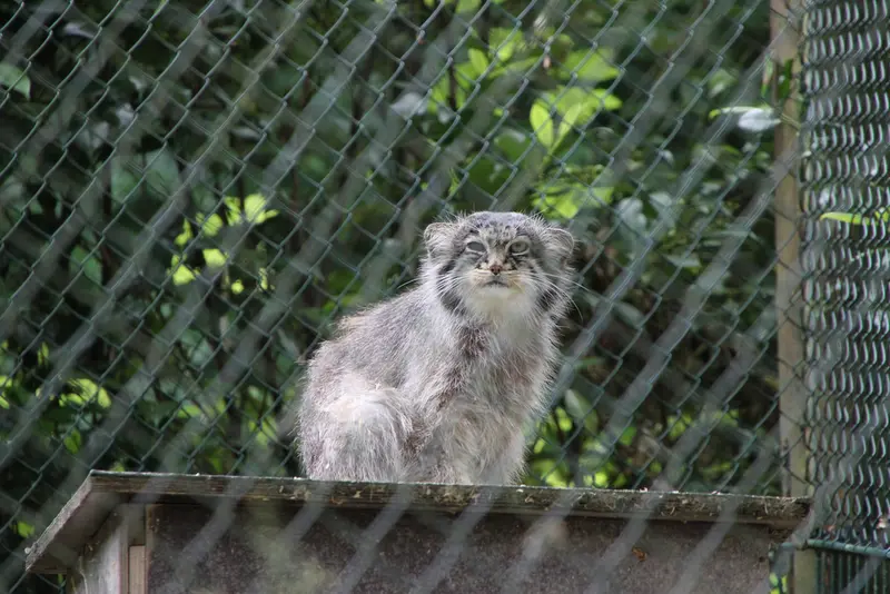 A photograph of Batu in Opel Zoo