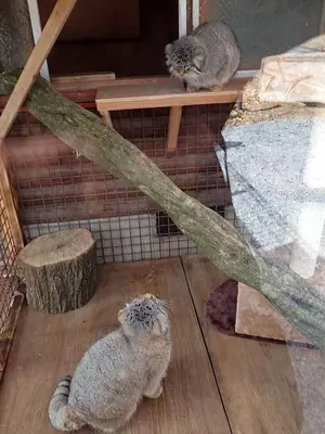 A photograph of Shar and Lev in Saitama Children's Zoo