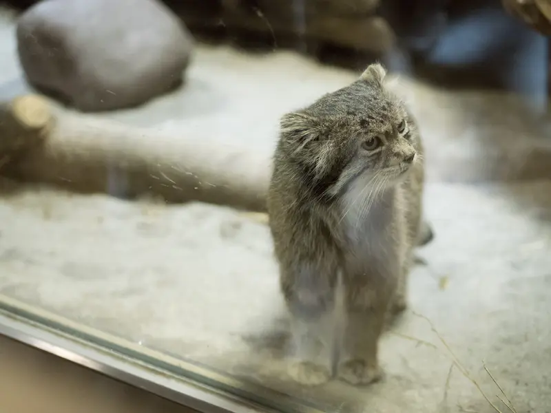 A photograph of Klyon in Ueno Zoological Gardens