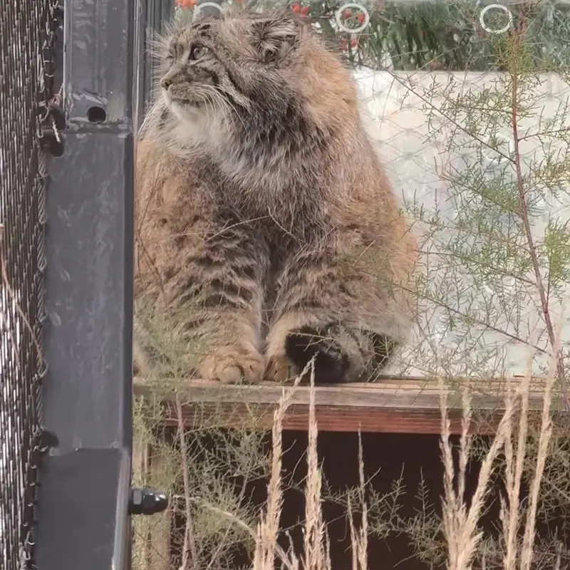 A photograph of a Pallas's cat in Prague Zoo