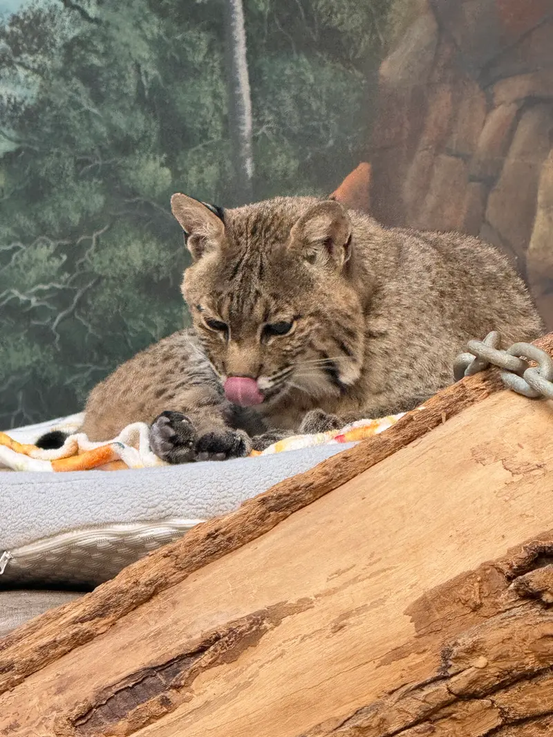 A photograph of a Pallas's cat