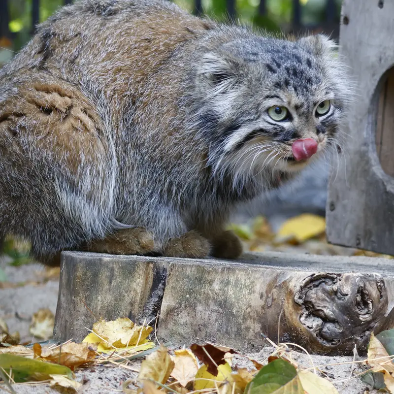 A photograph of Gabi in Novosibirsk Zoo