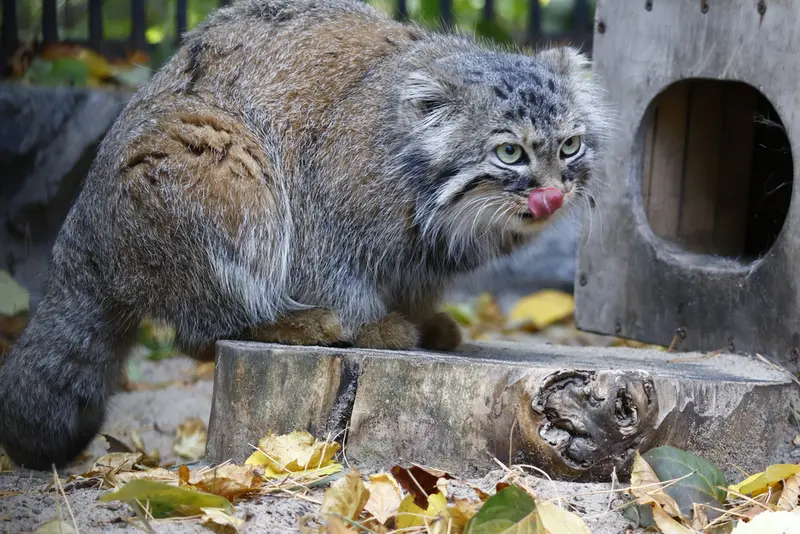 A photograph of Gabi in Novosibirsk Zoo