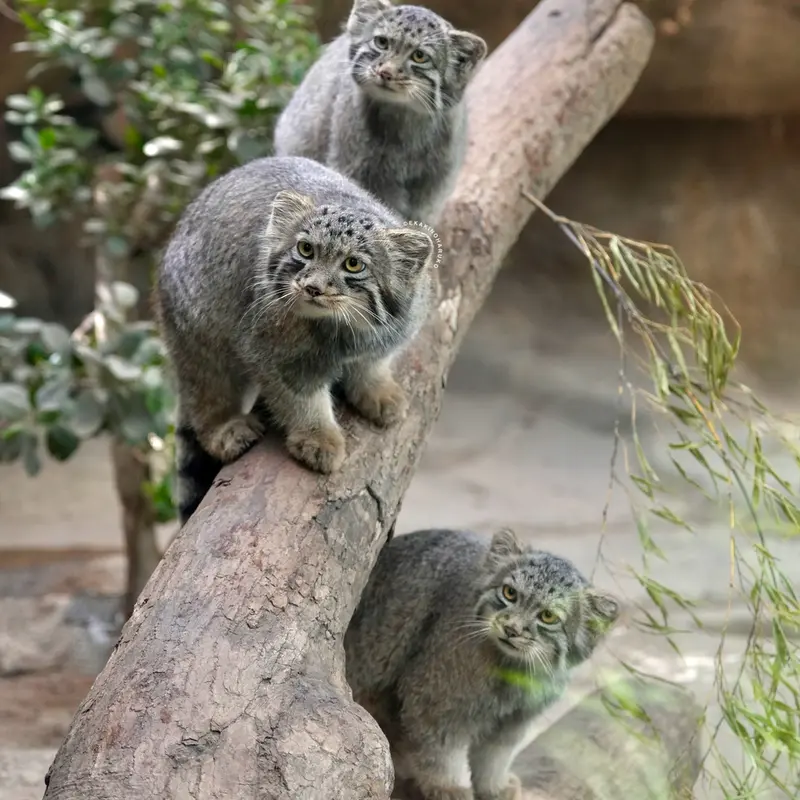 A photograph of Nagi, Komorebi, and Haku in Kobe Animal Kingdom