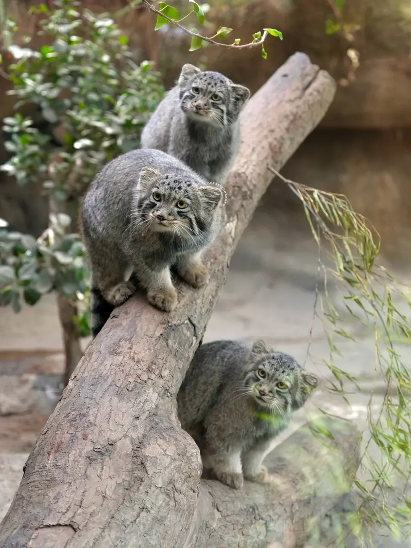 A photograph of Nagi, Komorebi, and Haku in Kobe Animal Kingdom