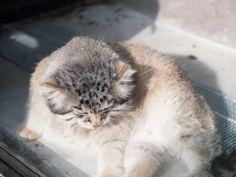 A photograph of Grusha in Asahiyama Zoo