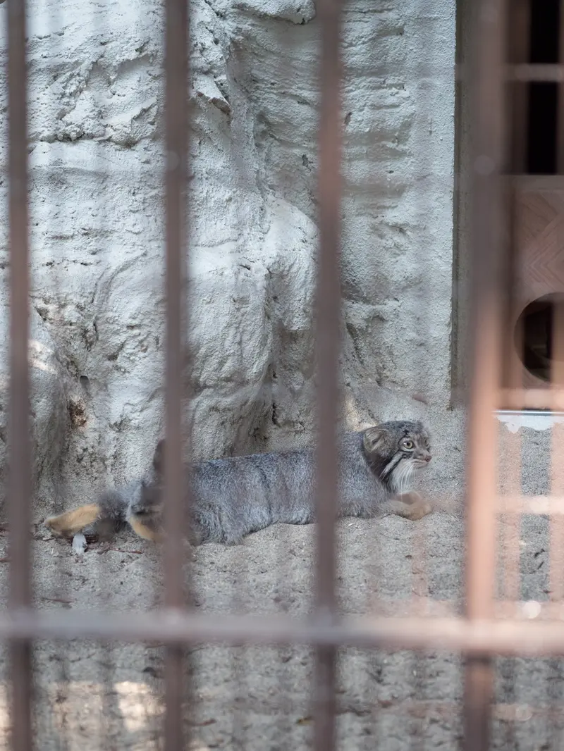 A photograph of Figa in Nogeyama Zoo