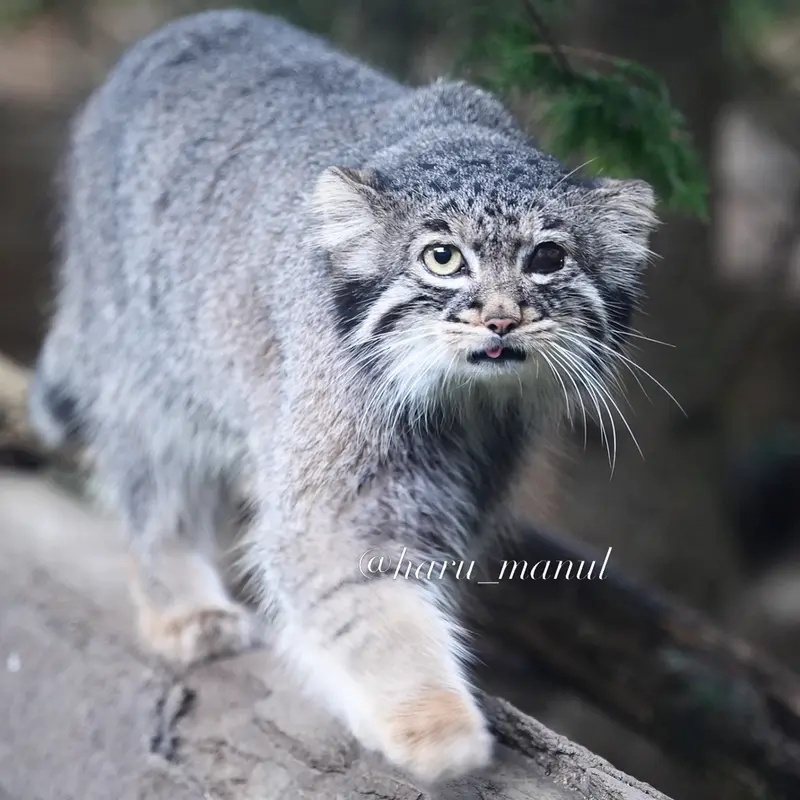 A photograph of Abrikos in Nasu Animal Kingdom