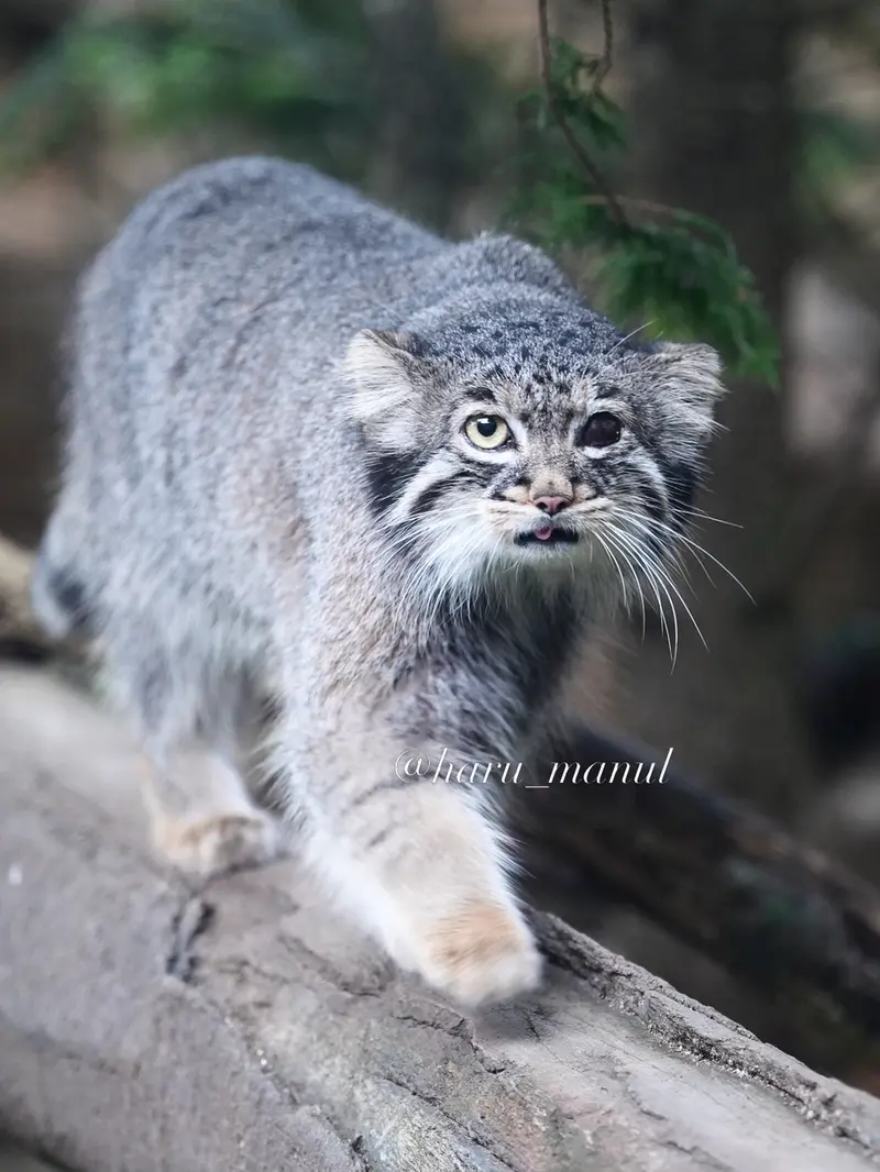 A photograph of Abrikos in Nasu Animal Kingdom