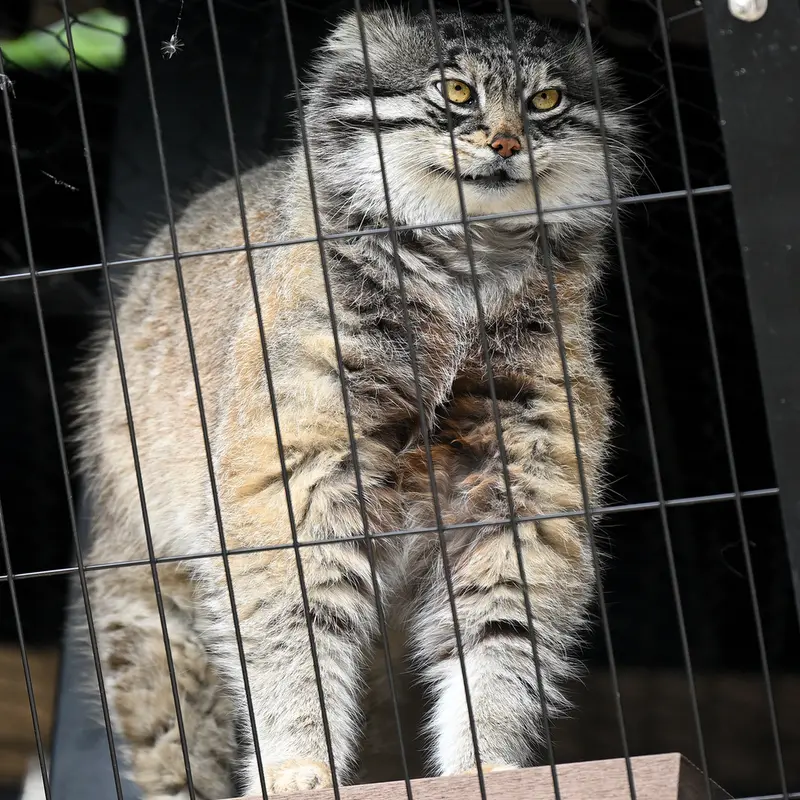 A photograph of Grusha in Asahiyama Zoo