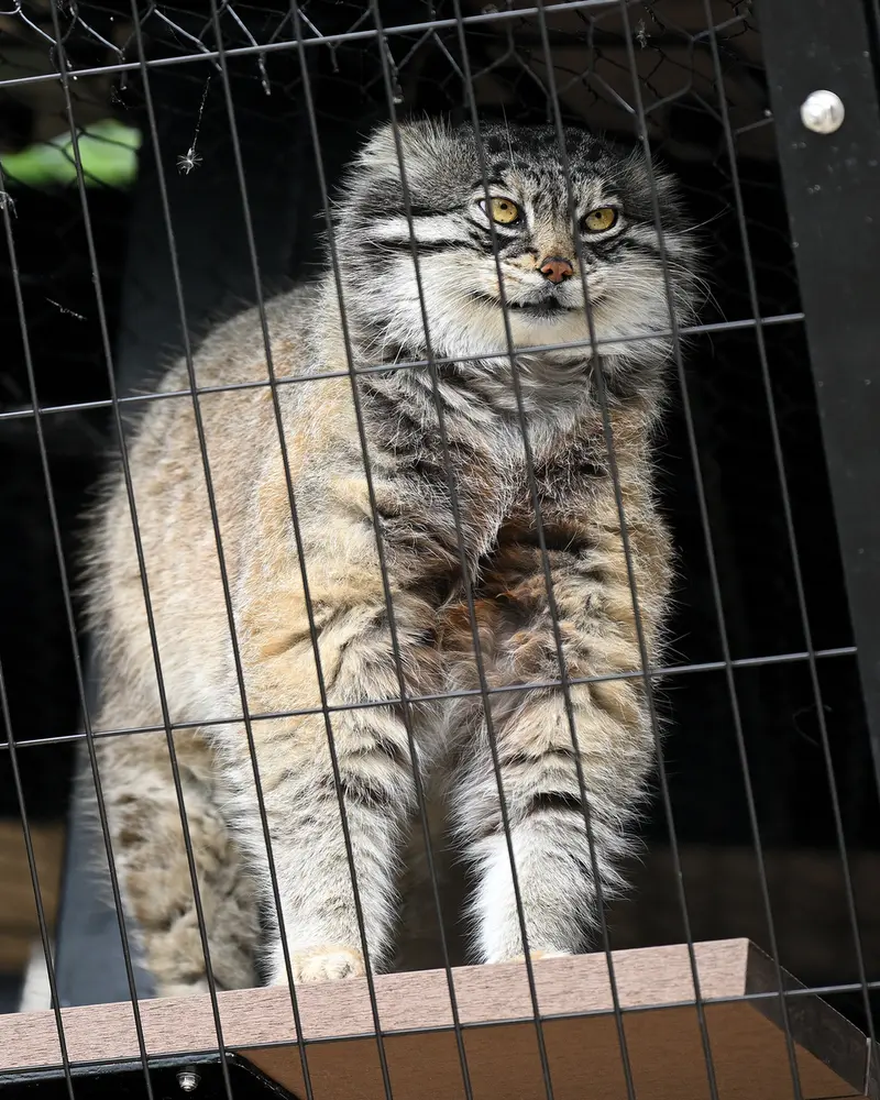 A photograph of Grusha in Asahiyama Zoo