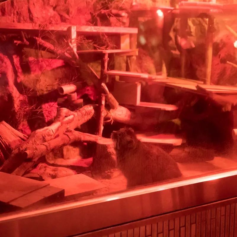 A photograph of Naim in Ueno Zoological Gardens