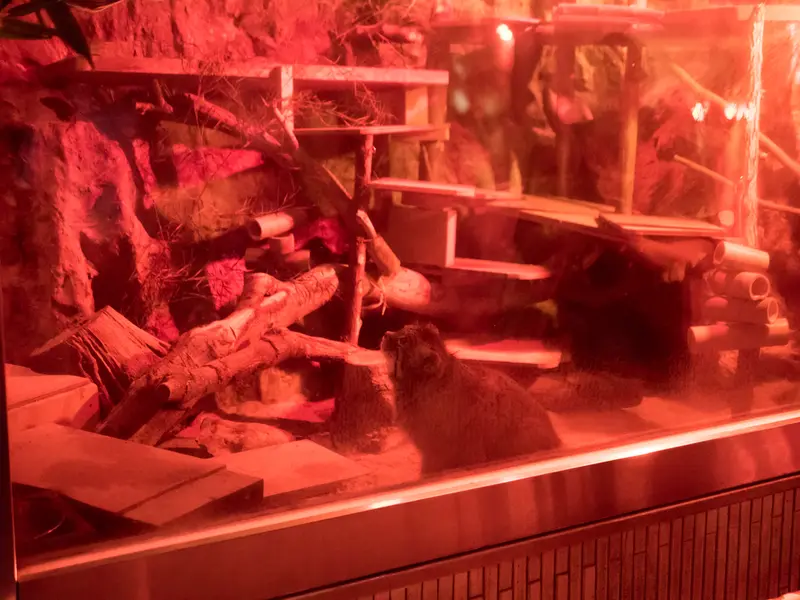 A photograph of Naim in Ueno Zoological Gardens