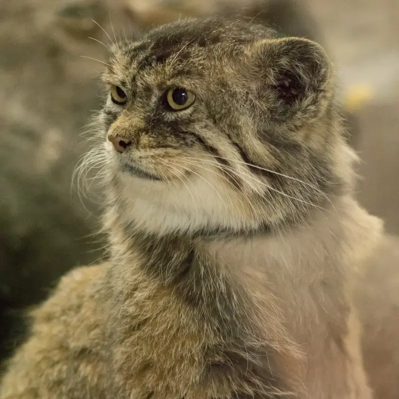 A photograph of Primula in Ueno Zoological Gardens