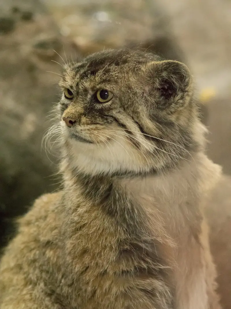 A photograph of Primula in Ueno Zoological Gardens