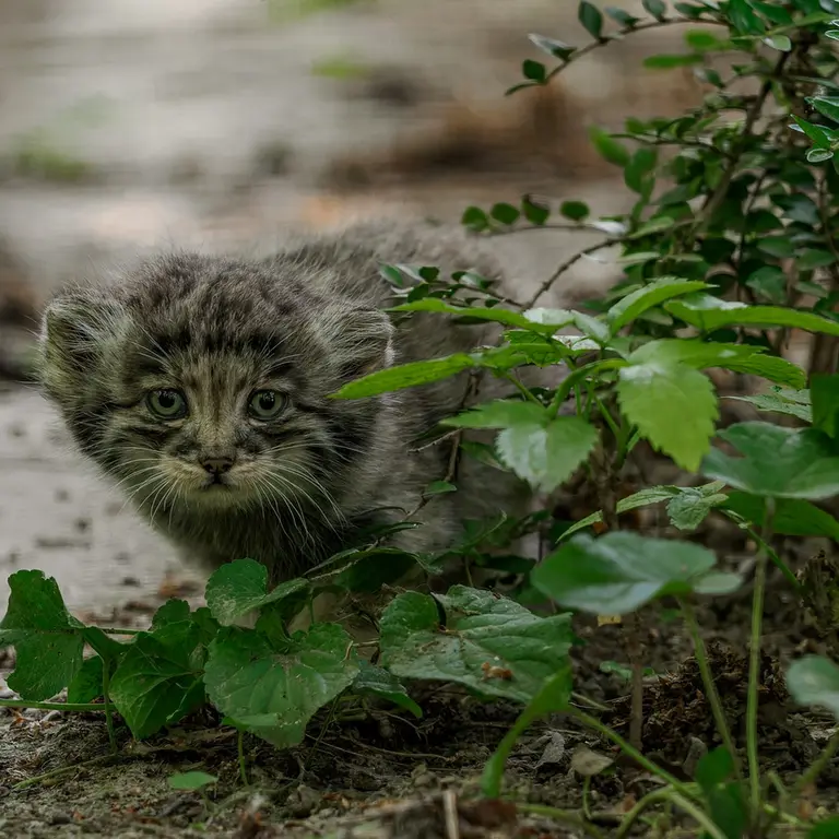 A photograph of a Pallas's cat in Brno Zoo