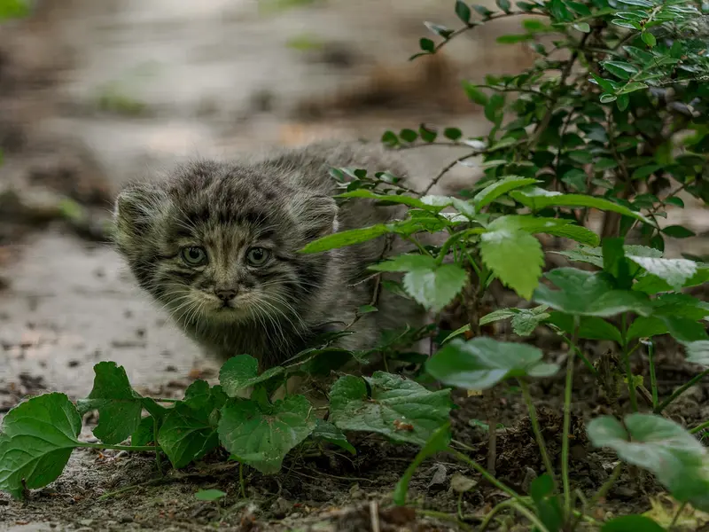 A photograph of a Pallas's cat in Brno Zoo