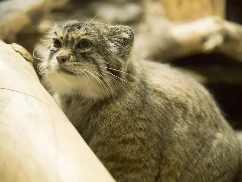 A photograph of Primula in Ueno Zoological Gardens