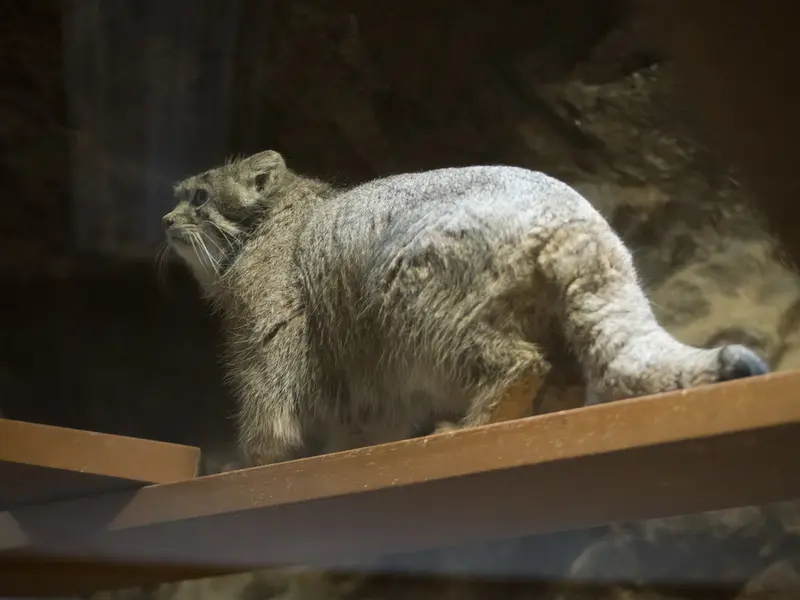 A photograph of Klyon in Ueno Zoological Gardens