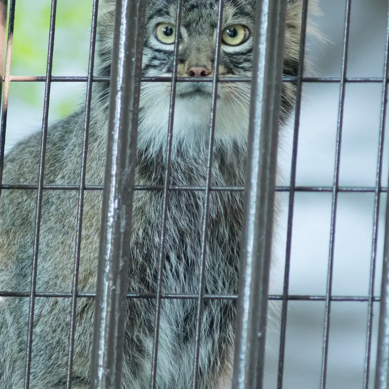 A photograph of Figa in Nogeyama Zoo