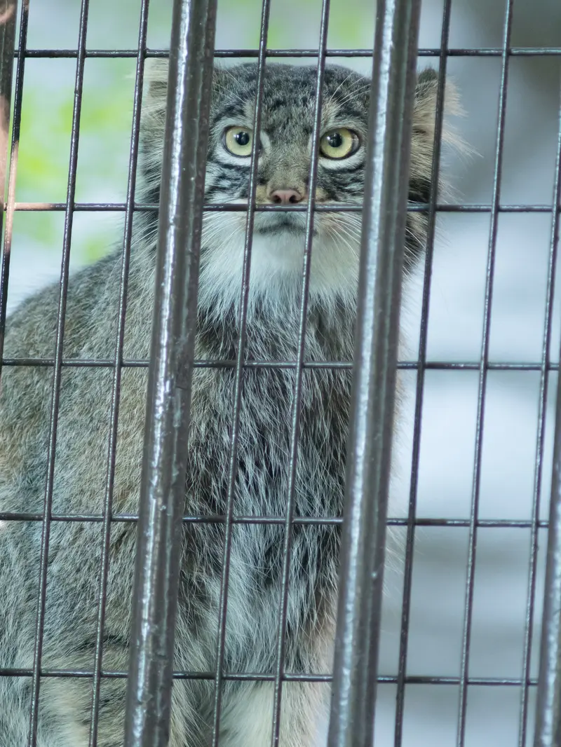 A photograph of Figa in Nogeyama Zoo