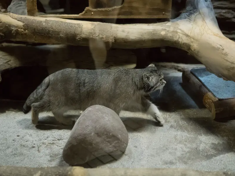 A photograph of Klyon in Ueno Zoological Gardens