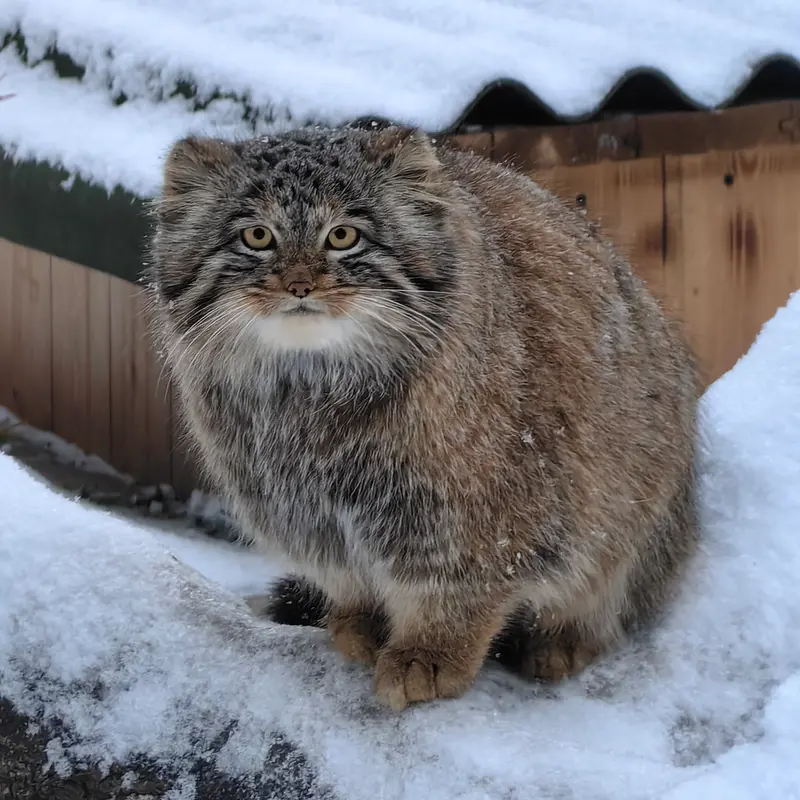 A photograph of Son of Snezhinka b.2025 Ⅲ in Novosibirsk Zoo