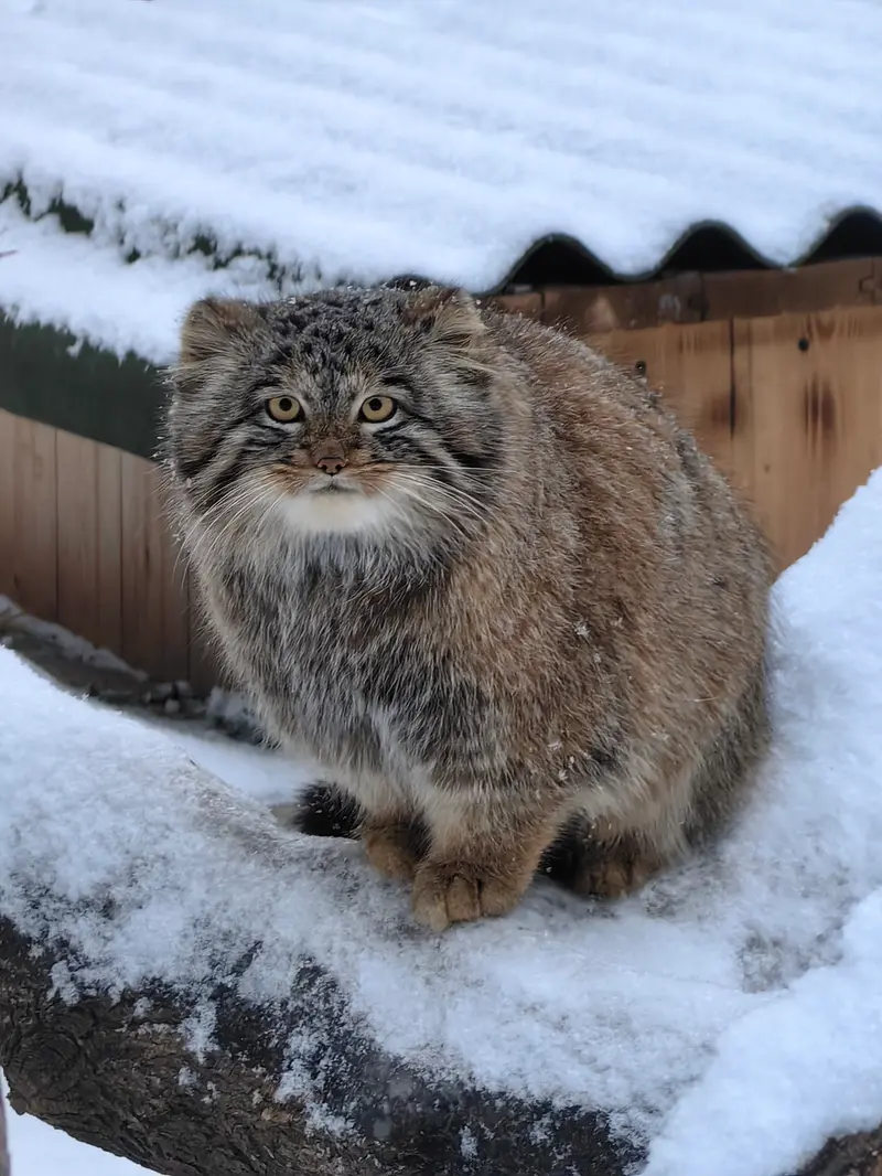 A photograph of Son of Snezhinka b.2025 Ⅲ in Novosibirsk Zoo