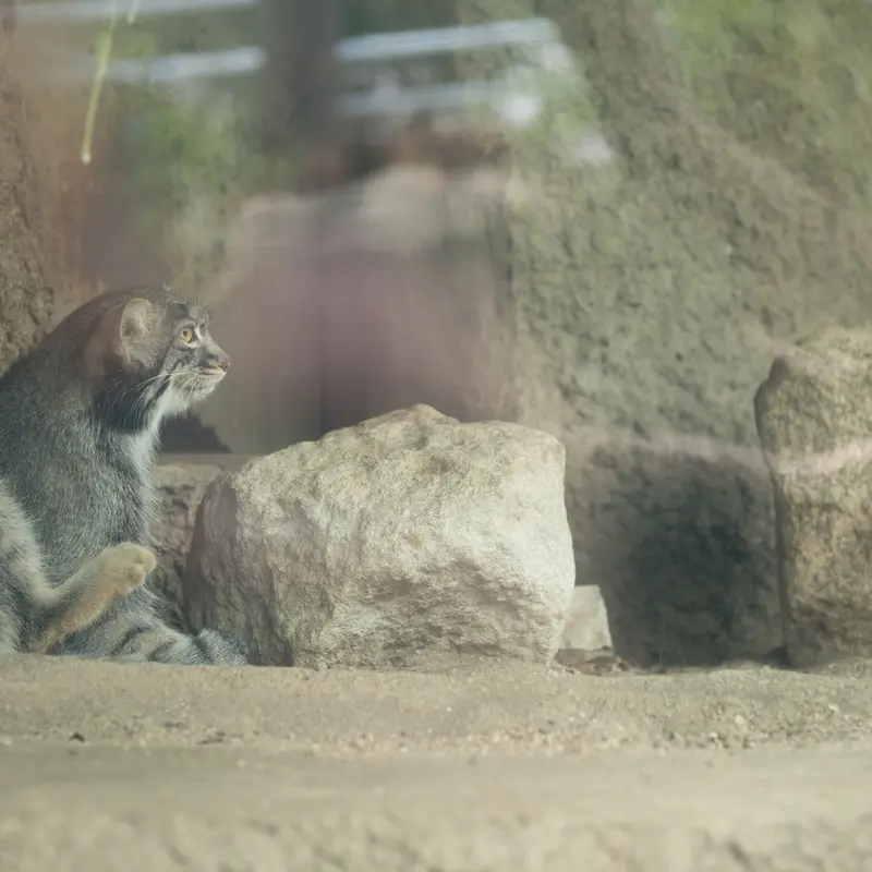 A photograph of Mei in Kobe Animal Kingdom