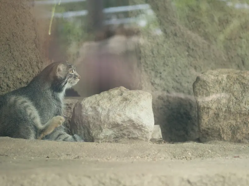 A photograph of Mei in Kobe Animal Kingdom