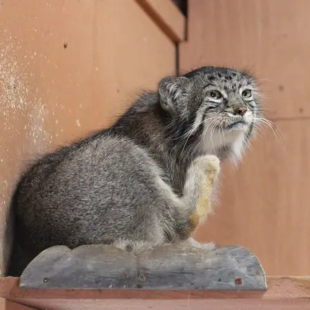 A photograph of Tabby in Saitama Children's Zoo