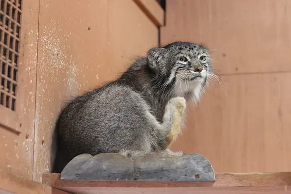 A photograph of Tabby in Saitama Children's Zoo