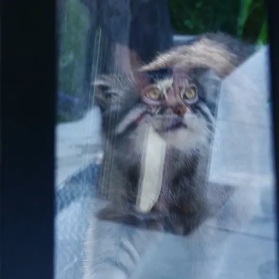 A photograph of a Pallas's cat in Asahiyama Zoo