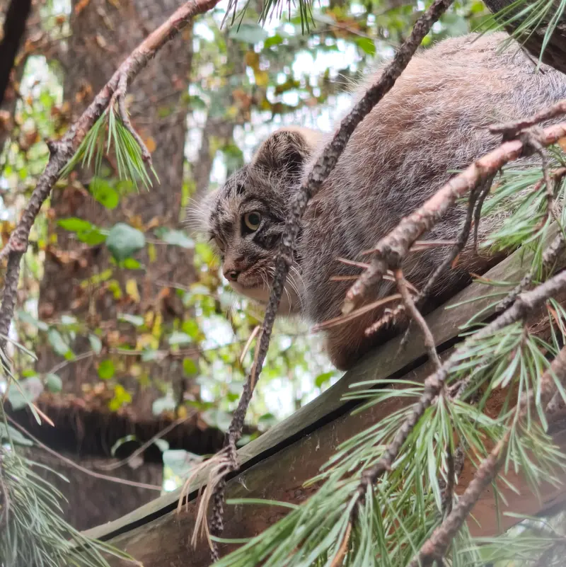 A photograph of a Pallas's cat in Novosibirsk Zoo