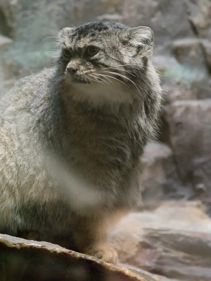 A photograph of Primula in Ueno Zoological Gardens