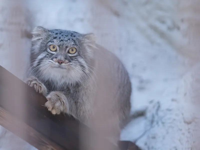 A photograph of Figa in Nogeyama Zoo