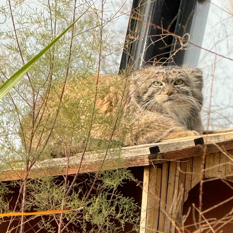 A photograph of Spay in Prague Zoo