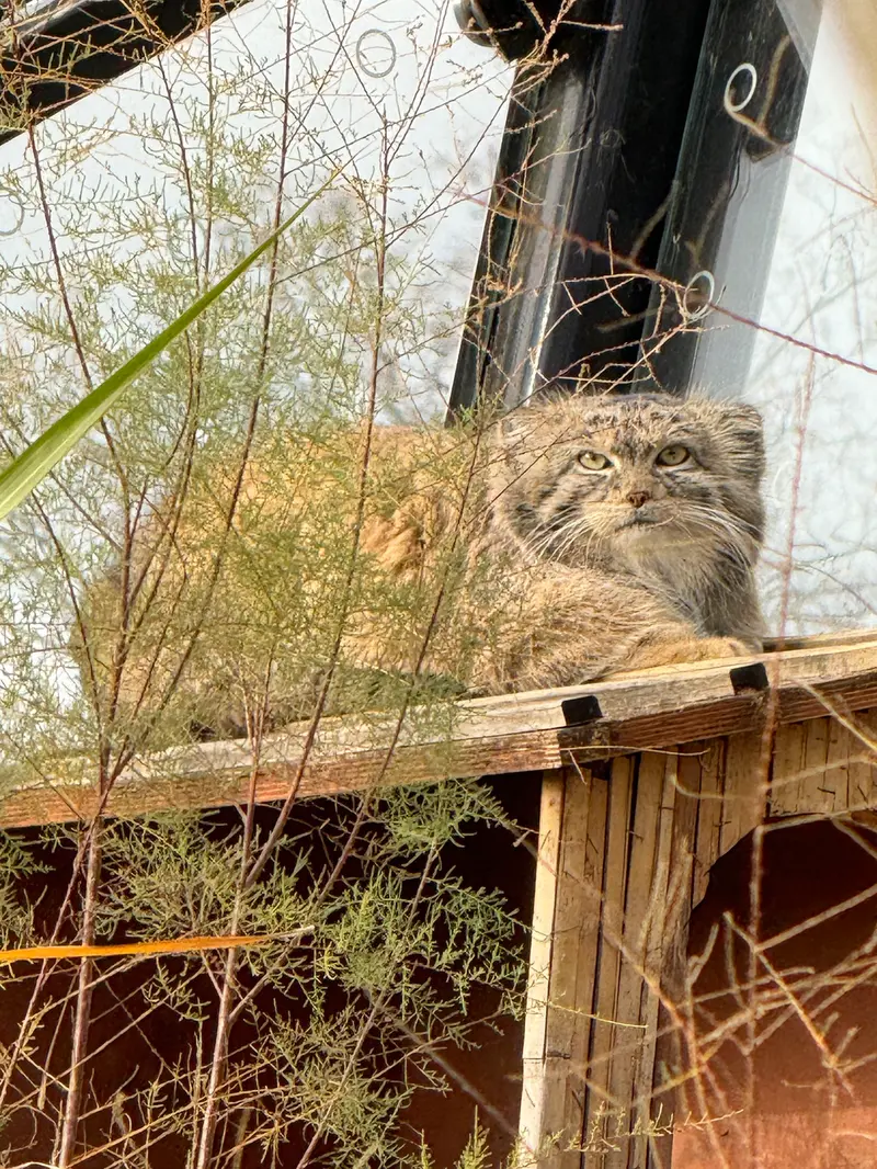 A photograph of Spay in Prague Zoo