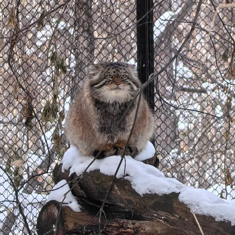 A photograph of George in Novosibirsk Zoo