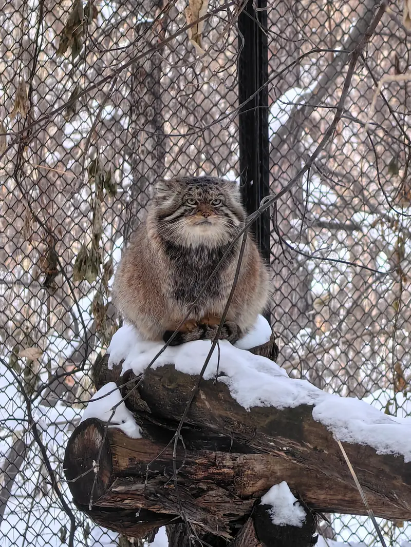 A photograph of George in Novosibirsk Zoo