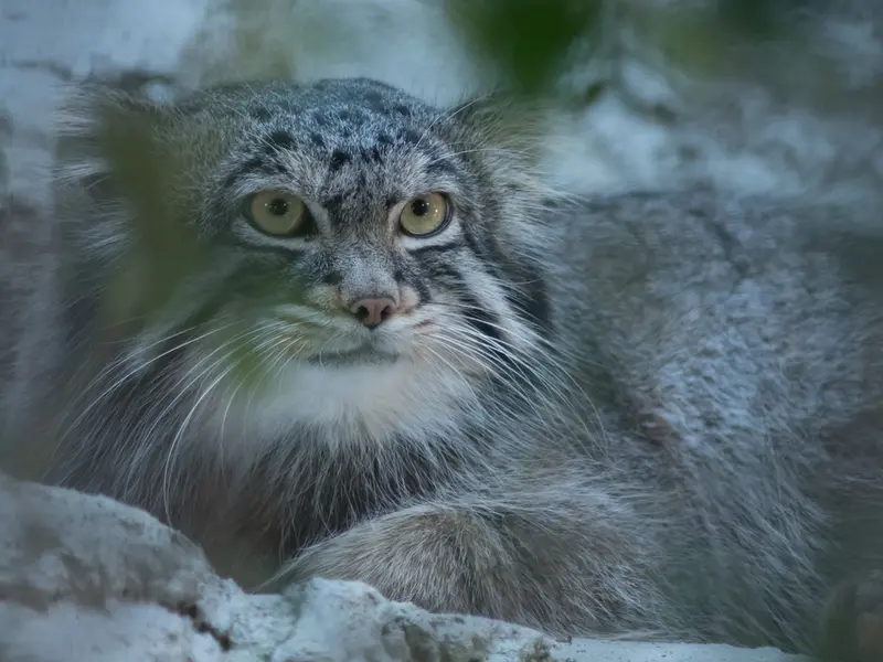 A photograph of Figa in Nogeyama Zoo