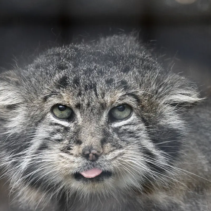 A photograph of a Pallas's cat